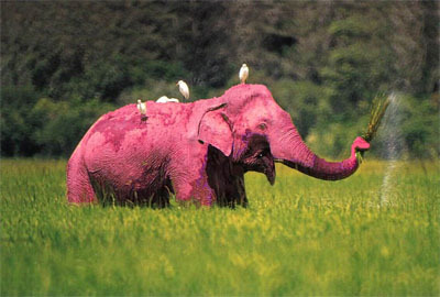 pink-elephant-dui-los-angeles.jpg