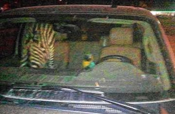 zebra-parrot-dui-glendale.jpg